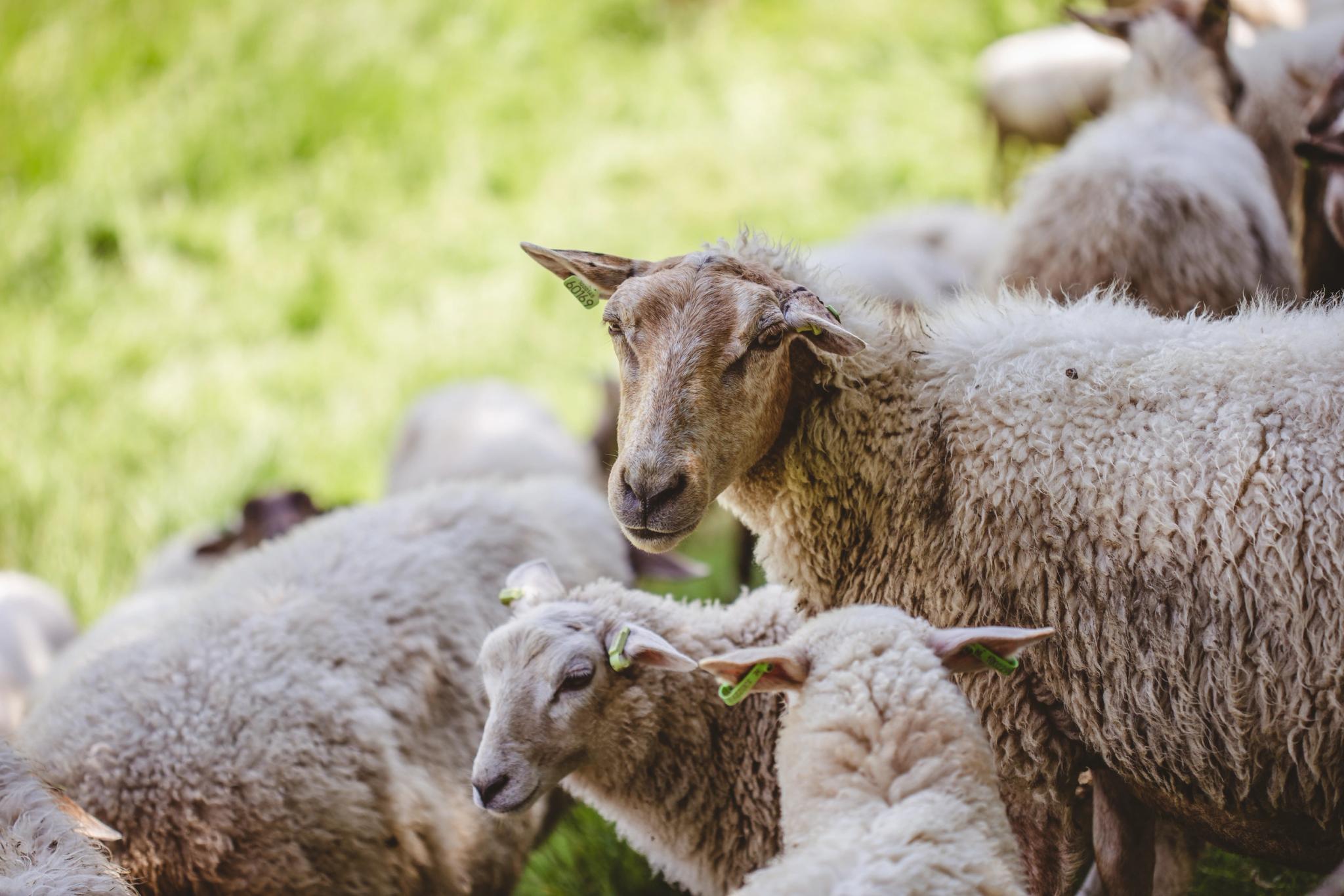 Alt à définir